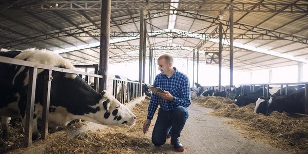 Livestock Farms meet Automation Software